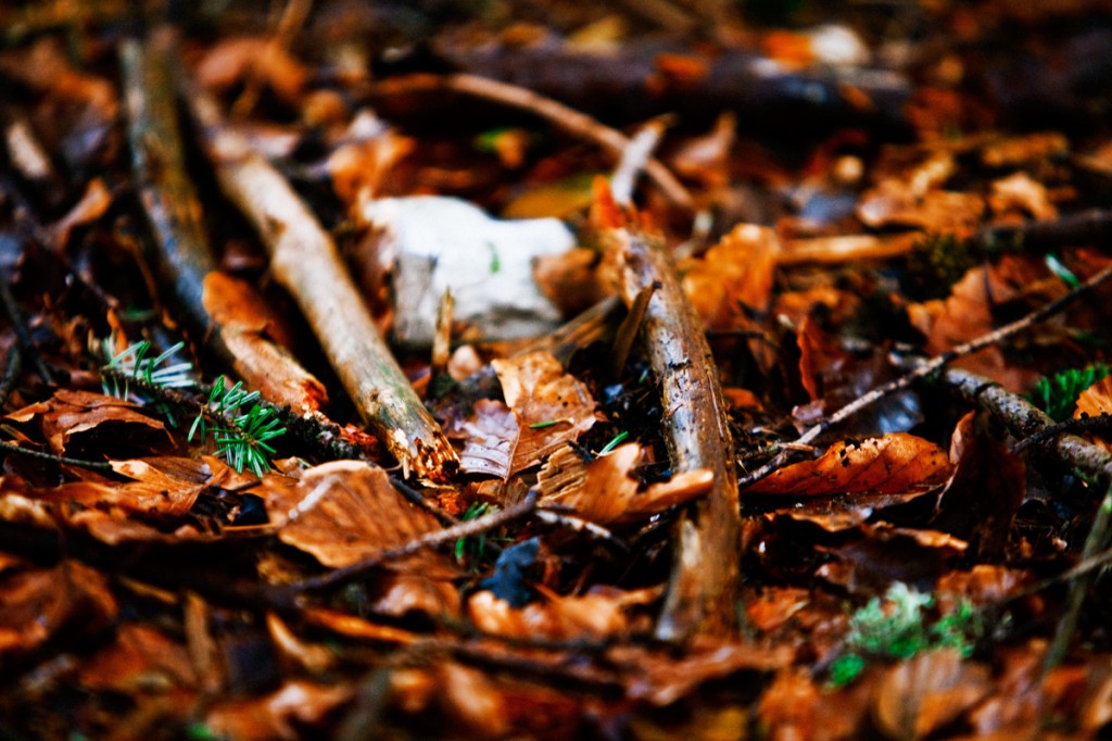 Forest